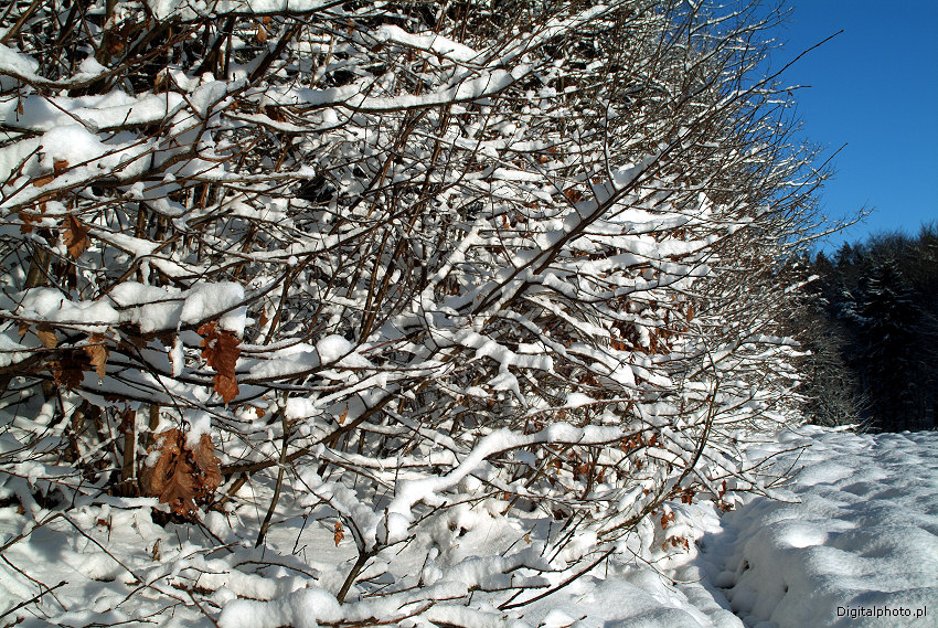 Winterbilder, Winter Fotos