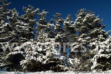 Paisajes - bosque - nieve