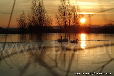 Swans på laken