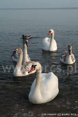 Swans bilder av fåglar