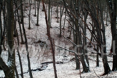 Zima - las bukowy