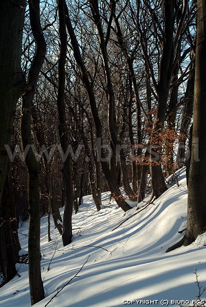 Winter, Waldbilder
