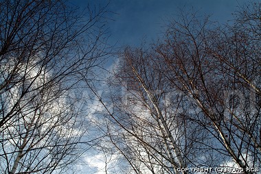 Drzewa bez liści - Zima w lesie