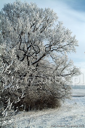 Bäume Foto, Winterbilder