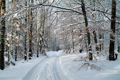Estrada na floresta - inverno