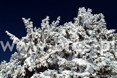 Vinter - vit som glaseras på träds