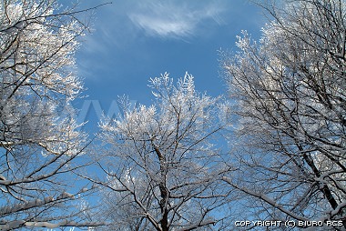 Naturfotografi skogs vinter