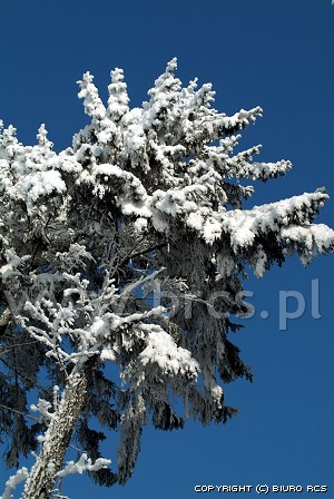 Neve em árvores