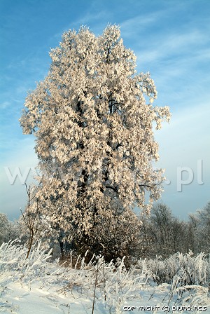 Imagem da árvore. Inverno