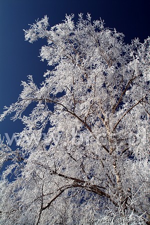 Hvid frost oven på træerne
