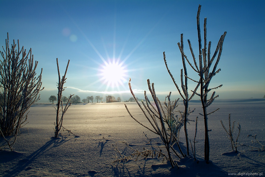Foto da natureza do inverno