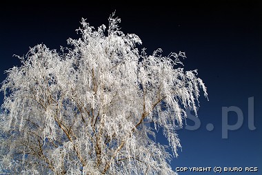 Vinter hoarfrost oven på træerne