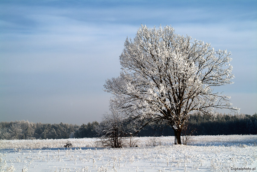 Imagen del árbol del invierno