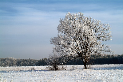 Zima - szron na drzewie