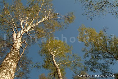 Vidoeiro-árvores - paisagens de primavera