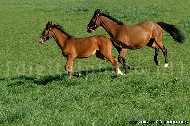 Running horses picture