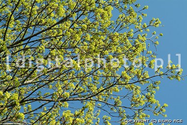 Young leaves - Spring