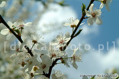 Primavera - flores nas árvores