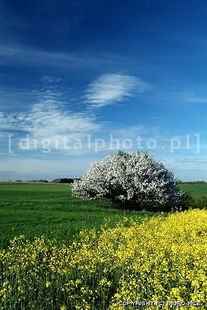 Primavera - flores na árvore