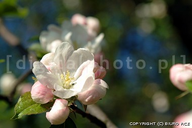 Kwitnące drzewo - jabłoń