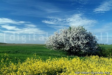 Kwitnące drzewo - Wiosna
