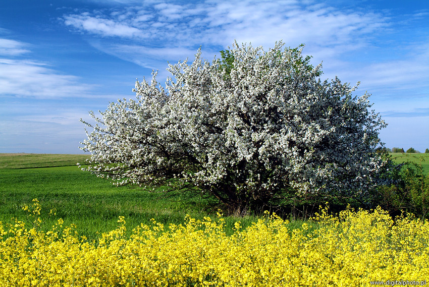 Fotos del primavera, árbol floreciente, el primavera