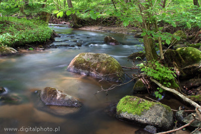 Rzeka płynąca przez las