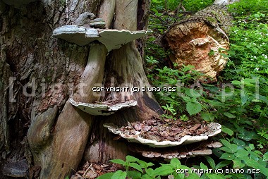 Mushrooms oven på den træ