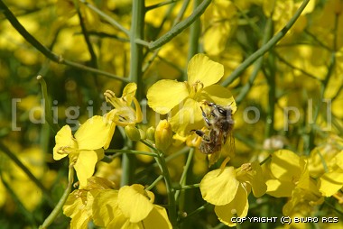 Pszczoła, fotografie pszczół