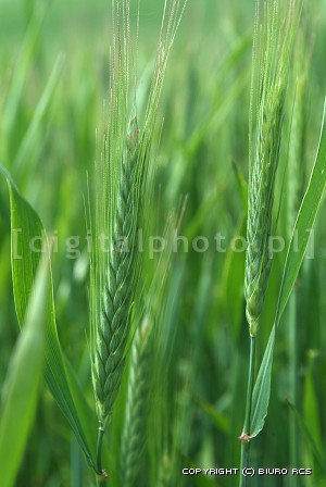 Retratos do trigo