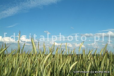 Country, fields in the Spring