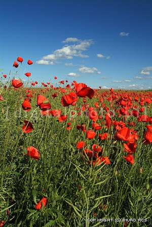 The poppies image
