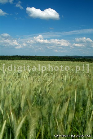 Wheat image