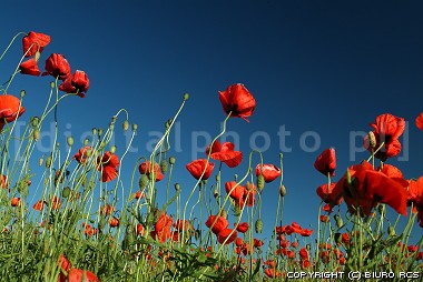 Amapolas - flores del prado
