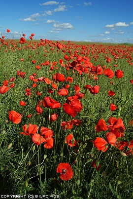 Country flowers - poppies