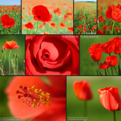 Röda Blommor