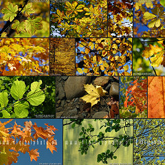 Leaves pictures