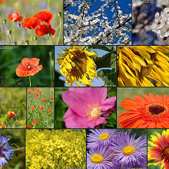 Blumenbilder, Blumen Fotos